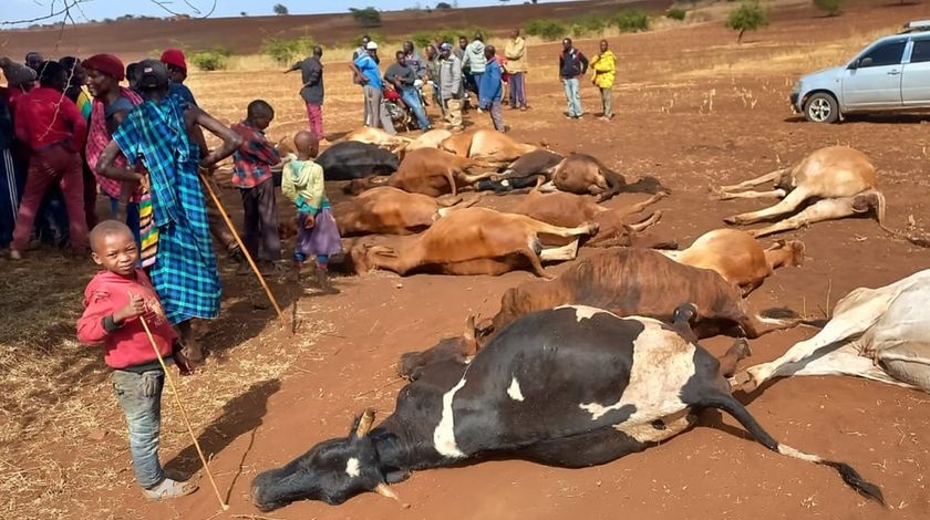 Saitotis ex-bodyguard loses 28 cattle in Kajiado county as a result of armyworms that have invaded some parts of the county amid the ongoing drought in Kajiado
